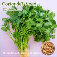 ปลูกง่าย ปลูกได้ทั่วไทย เมล็ดสด100% เมล็ดพันธุ์ ผักชี บรรจุ 100เมล็ด/ถุง Organic Coriander Seeds Vegetable Seeds for planting เมล็ดผักชี เมล็ดพันธุ์ผัก ต้นไม้มงคล ผักสวนครัว เมล็ดบอนสี บอนไซ พันธุ์ผัก เมล็ดผัก เมล็ดพันธุ์พืช อร่อยมากกก Vegetables Plants