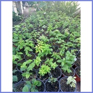 ✍ ♈ Bougainvillea cuttings (RARE VARIETIES WITH FREEBIES) not yet rooted