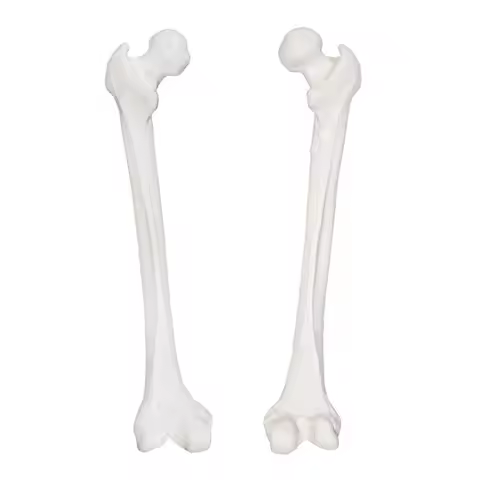 Femur Bone Model Left/Right Human Thigh Bone Skeleton Anatomical Preoperative Practice Simulated Bon