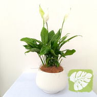 Spathiphyllum Peace Lily IOB