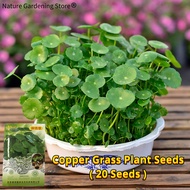 ปลูกง่าย เมล็ดพันธุ์ บรรจุ 20 เมล็ด Copper Grass Pilea Seeds Water Grass Seeds Hydroponic Plant Bonsai Flower Seeds เมล็ดบอนสี เมล็ดดอกไม้ ต้นไม้มงคล บอนสีราคาถูก ต้นไม้ประดับ พันธุ์ดอกไม้ ต้นไม้จิ๋วจริง ดอกไม้จริง ต้นไม้ฟอกอากาศ บอนไซ แต่งบ้านและสวน