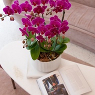 【蘭花盆栽】紫鑽蝴蝶蘭盆栽(大) 升遷送禮 開幕盆栽 年節送禮