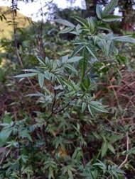 芳香萬壽菊 有機種植 / 香草 熱泡茶 花草茶 全天然有機種植 植物有 農作物 有機植物 養生保健 中醫草藥