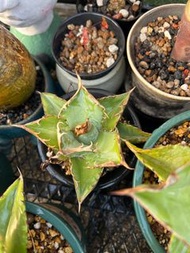 Agave 龍舌蘭-實生