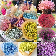 Biji Bunga - Bunga Gypsophila | Flower Seed - Gypsophila | 花种子 - 满天星