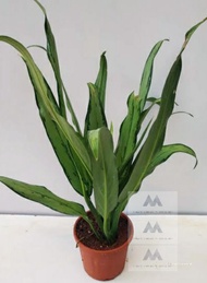 Aglaonema Cutlass Thailand Variety