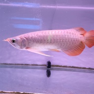 ikan arwana super red 30 cm