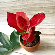 Suksom Jaipong Original-Pink Katrina/Aglonema Premium rimbun/Tanaman hias suksom mangkok asli