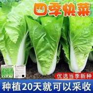 Four Seasons Cream Cabbage Seeds Small Cabbage Seeds Heat-Resistant Cabbage Seeds Balcony Vegetable 