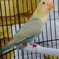 Promo LOVEBIRD BIOLA PB PF ISTIMEWAH