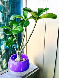 水種 沙漠玫瑰 連盆 Water planting Desert Rose in pot