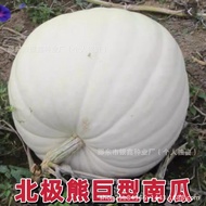 Polar Bear Giant Pumpkin Seed Giant Pumpkin Seed Super Large White Pumpkin Seed Original Vegetable S