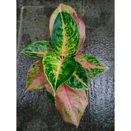 Sindo - Aglaonema Jamela Live Plant RGA2YRP87H