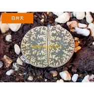 Succulent Lithops Lesliei 多肉植物生石花/屁屁花/紫熏[白弁天}曲玉杂交