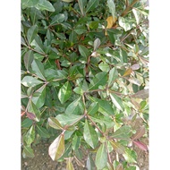 (Real Plant) Bucida Molinetii / Terminalia Molinetii / Spiny Black Olive / Spiny Bucida / Ming Tree 