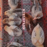 Ayam Brahma import super