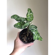 Aglaonema Pictum Tricolour Rare Plant Pokok