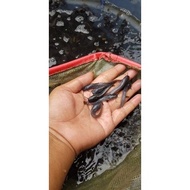 Bibit Ikan Lele || Ukuran 5-6 CM || lele mutiara || Lele sangkuriang.