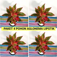 Aglonema lipstik / Paket 4 Aglonema Lipstik