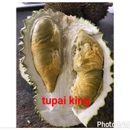 ANAK POKOK DURIAN TUPAI KING (D214) HYBRID