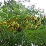 25 เมล็ด เมล็ดพันธุ์ Home Seed ฝางแดง หรือ ฝางเสน หรือ ฝางส้ม Caesalpinia sappan L.