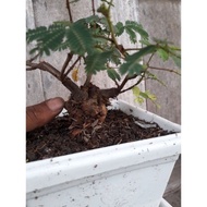 bonsai putri malu (mimosa pudica) Rimbun koleksi lama. gorlka 8914be