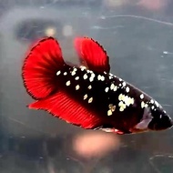 cupang betina female avatar red vampire gold nebula ori thai realpict