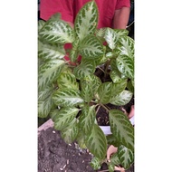 episia(real live plants)