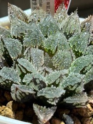 #247 實生刺玉露  獨一無二 十二卷 多肉 雨林 室內植物 仙人球 塊根 龍舌蘭 花燭 海芋 潮流植物SRL