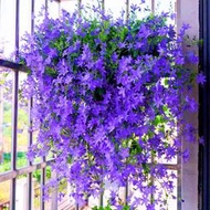 現貨  特價 小欣種業垂吊風鈴花草種子四季播種開花種籽花卉盆栽室外陽臺庭院花種籽孑