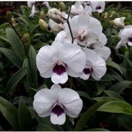 PROMO Anggrek Dendrobium / Tanaman hidup Anggrek dendrobium Bunga Hidup Anggrek dendrobium / Anggrek