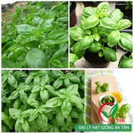 Sweet BASIL seeds (BASIL - sweet BASIL)