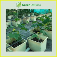 ✸ ☽ ◆ Hydroton Clay Pebbles for Hydroponics