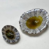 笠螺產地菲律賓//一組兩顆 尺寸：15/25.3mm
