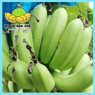 Anak Sulur Benih Pokok Pisang Berangan Bebas Penyakit (Ready stock)