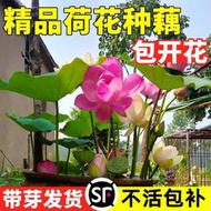 現貨  特價 小欣百貨  荷花盆栽水養觀賞蓮花種根池塘睡蓮花卉碗蓮藕苗藕種四季水培植物