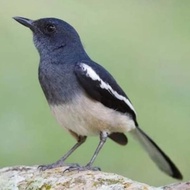 burung kacer betina siapan pilihan