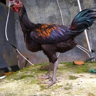 paket 2 ayam pelung jantan indukan kwalitas kontes usia 3bulan