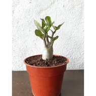 Adenium KHZ mix MKMK