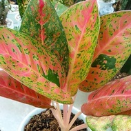 Tanaman hias Aglaonema big roy- aglonema big roy