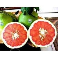 Pokok Limau Bali Merah Hybrid