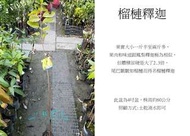 心栽花坊-榴槤釋迦/4吋盆/釋迦品種/水果苗/嫁接苗/售價800特價700