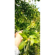 KAYU PUTIH Fresh eucalyptus leaves