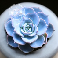 Blue Stone Lotus Succulent Potted Plant Mini Desktop Succulent Potted Plant Blue Stone Lotus Base De