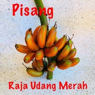 BIG RHIZOME Pisang Raja Udang / Banana ( pokok / plant / sulur )