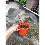 colocasia black magic