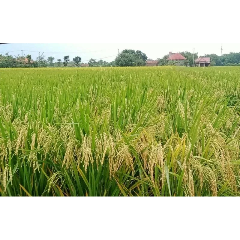 benih padi inpari 42 unggul.