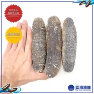 沙巴野生光秃参 │ Sabah Wild Sea Cucumber