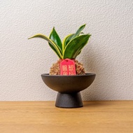 虎尾蘭苔球 苔球植物 苔玉 室內植物 辦公室植物 交換禮物