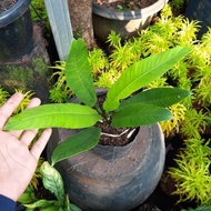 tanaman hias philodendron lynette - pilo linet